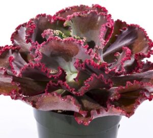 Houseplant: Echeveria ‘Coral Reef Red’ (Dual winner in People’s Choice and Professional’s Choice)