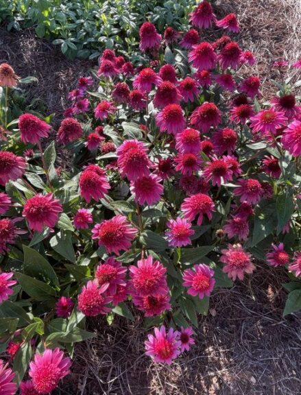 Favorites Emerge From University of Georgia 2023 Plant Trials ...