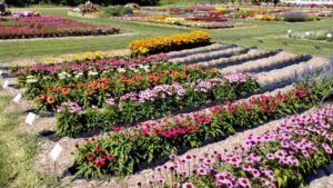 New Plants and Cut Flowers Highlight Raker-Roberta’s Summer Plant Trials