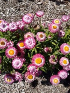 Bracteantha ‘Granvia Pink’ (Suntory Flowers)