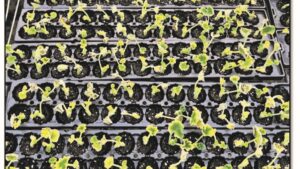 Best Management Practices for Receiving New Plants