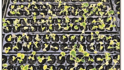 Best Management Practices for Receiving New Plants