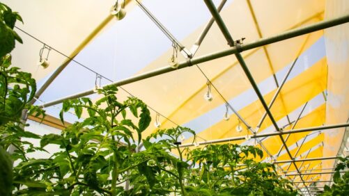 Greenhouse Tech Company UbiQD Nets New Funding, New Leadership
