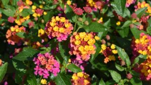 Favorites Emerge From University of Georgia 2023 Plant Trials