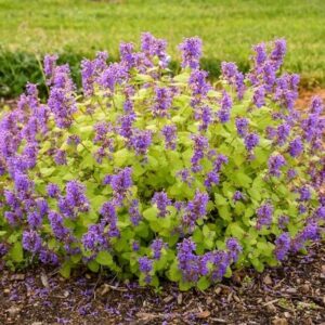 Perennial: Nepeta ‘Chartreuse on the Loose’