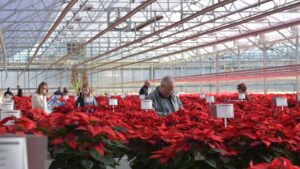 All the Highlights From Plantpeddler’s Poinsettia Variety Day