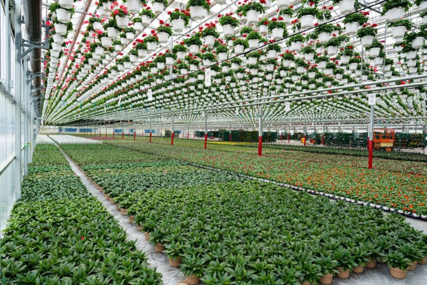 Prospiant Partners With Pleasant View Gardens on Dual Atrium Greenhouse