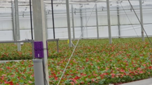 How Electromagnetic Energy Might Help Stimulate Plant Growth