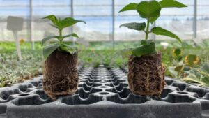 How to Leverage Technology to Grow Healthier Plants