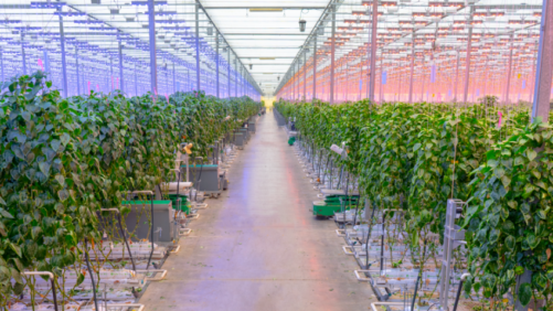 Six Technology Trends That Will Drive Future Grower Success