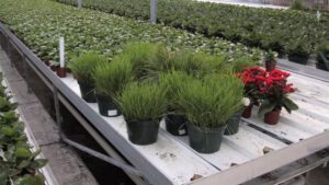 Banker Plants: Costs and Benefits, Tips on Creating Your Own System, and More