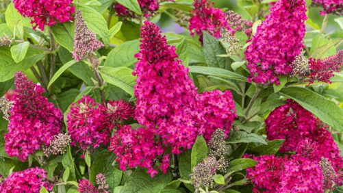 Plant Development Services Varieties on Display at MANTS 2024