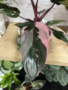 Philodendron ‘Pink Princess’ at Express Seed Company