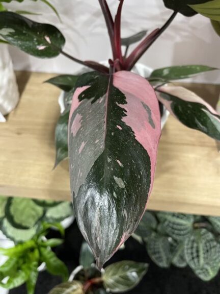 Philodendron ‘Pink Princess’ at Express Seed Company