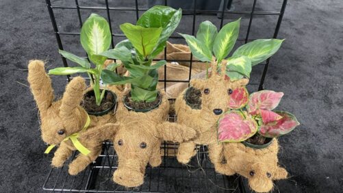 Varieties Wow at TPIE 2024