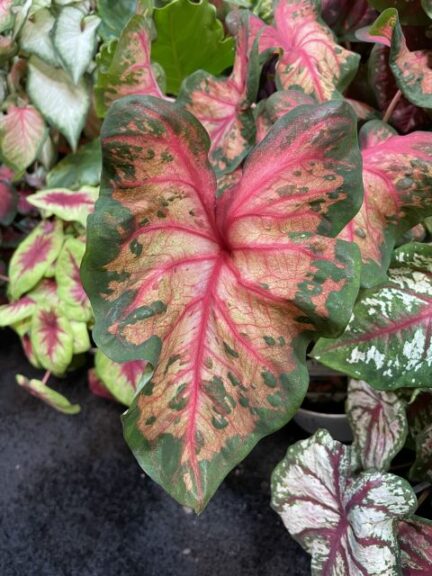 Caladium ‘Heart to Heart Clowning Around’ (Proven Winners/Abbott-Ipco)
