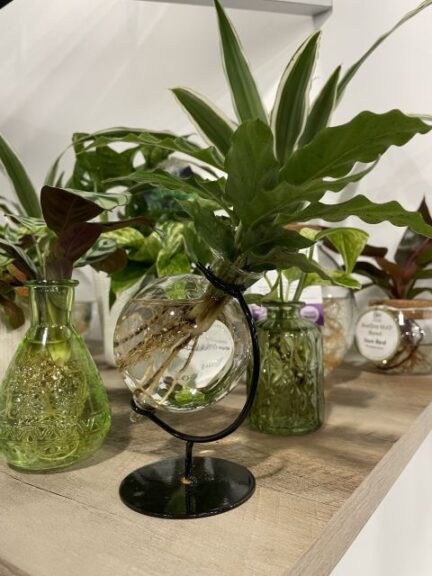 leafjoy Collection (Proven Winners)