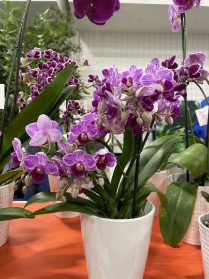 ‘Sogo Lotte’ (Dümmen Orange) 