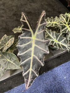 Silver Krome Gardens