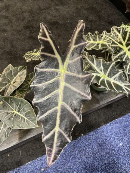 Silver Krome Gardens