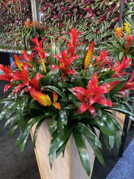 Plants in Design Inc