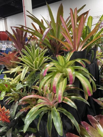 Grant’s Farm Nursery