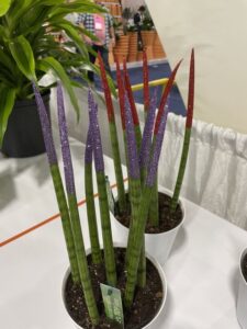 Deroose Plants