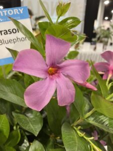 Mandevilla ‘Sun Parasol Original XP Bluephoria’ (Suntory Flowers)