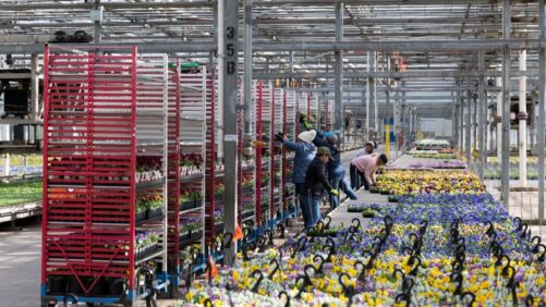 How Large Growers Such as Metrolina Approach Technology Adoption