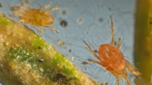 Central Life Sciences Launches New Insecticide for Greenhouse Market