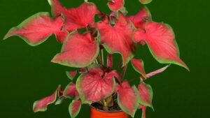 Oglesby Plants Introducing a New Caladium at TPIE