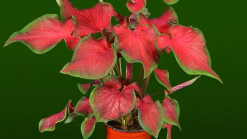 Oglesby Plants Introducing a New Caladium at TPIE