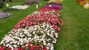 Why the Future of Floriculture Field Trials Looks Bright