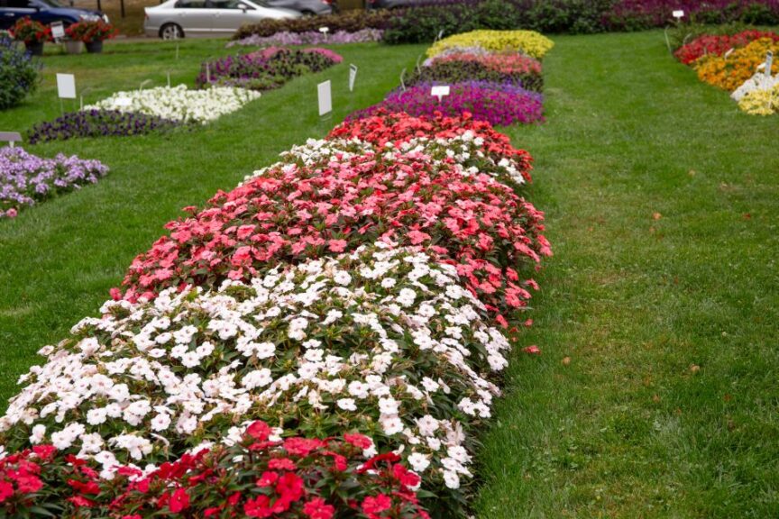 Why the Future of Floriculture Field Trials Looks Bright