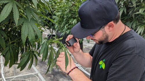 Don’t Miss Greenhouse Grower’s Digital Deep Dive on Insect Control