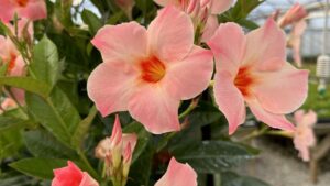 Suntory Flowers Granted Patents for Orange and Yellow Mandevillas