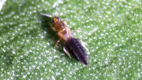 Learning Opportunity: Keeping Thrips parvispinus Out of Your Greenhouse