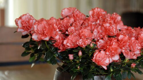 Oregon-Based Panzer Nursery Closes After 60 Years in Business