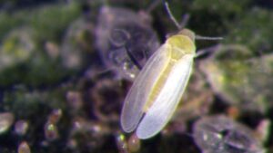 Vestaron Receives EPA Approval for Second Active Ingredient, Basin Bioinsecticide