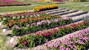 A Timeline of 40 Years of Floriculture