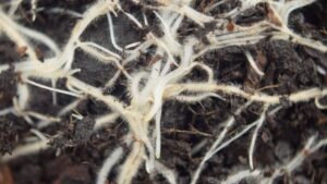 IPM Programs Are on the Rise in Greenhouses