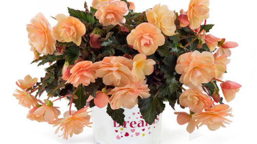 These Varieties Are Sweet as a Peach