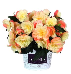Begonia 'I’Conia Scentiment Peachy Keen' (Dümmen Orange)
