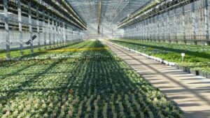 Greenhouse Crop Protection: New Biosolutions Are Here, and More Are Coming