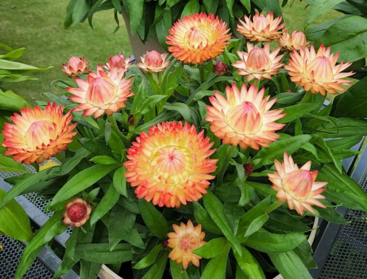 Bracteantha 'Granvia Peachy Keen' (Suntory Flowers)