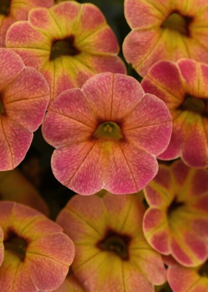Calibrachoa 'Cha Cha Diva Apricot' (Ball FloraPlant)