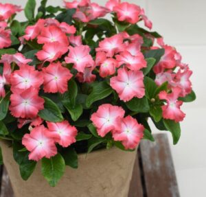 Catharanthus 'Soiree Flamenco Salmon Glow' (Suntory Flowers)