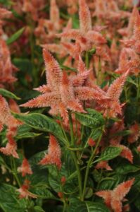 Celosia 'Celway Salmon' (PanAmerican Seed)