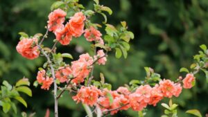 Peachy Treats from Ball FloraPlant, Terra Nova Nurseries, and Spring Meadow Nursery