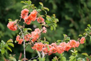 Chaenomeles 'Double Take Peach' (Spring Meadow Nursery)